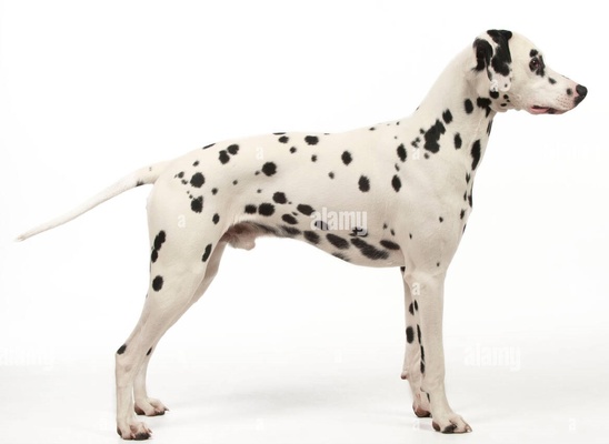 poly dog art animal toy art 3d print model - Mito3D