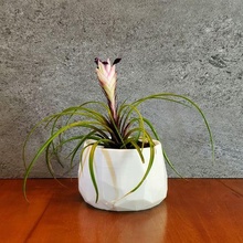 poly geometric succulent planter train planters desktop indoor pot plant 3d 3d print model - Mito3D