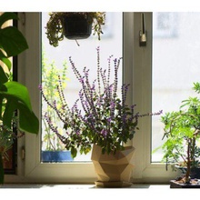 poli pote a casa vaso de flores baixa contagem polígonos plantadeira um planta 3d print model - Mito3D