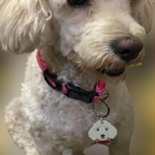 poodle identificação chave joalheria cão 3d print model - Mito3D