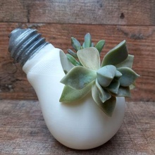 pot lumière ampoule lampe taytideco taytidecohogar concentrer cactus fleur plante semis original format succulentes 3d print model - Mito3D