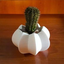 olla de diseño orgánico cactus casa maceta plantas suculentas adorno hogar 3d print model - Mito3D