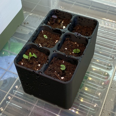 practical seedling trays home seed starting germination grow tray sprout sprouts planter pot jiffy pellet plant garden propagation greenhouse farming supplies 3d print model - Mito3D