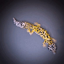 impressão colocar gecko eublefar lagarto 3d print model - Mito3D