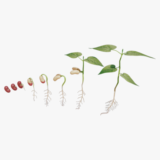 proceso semilla germinación planta maceta frijol biología hoja crecer espora raíz histología hipogeo hojas hipocótilo radícula epigeo cotiledón epicotilo etapas plantar 3d print model - Mito3D