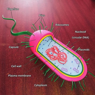 procariótico célula didático biologia Ciência Educação Sala aula nucleóide DNA mosaico bactéria ribossomos microrganismo 3d print model - Mito3D