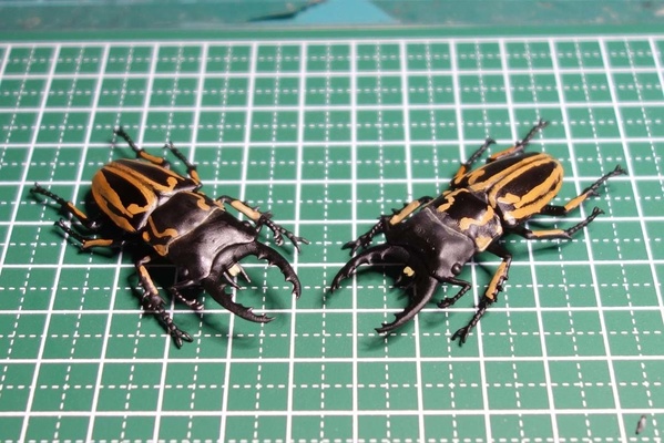 prosopocoilus zebra insect stag beetle animals 3d print model - Mito3D