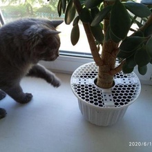 protecting plant cat protector for plants 3d print model - Mito3D