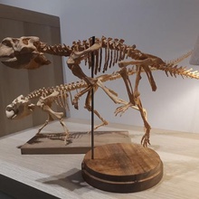 psittacosaurus 2 dinosaur model art paleontology skeleton fossil skull 3d print model - Mito3D