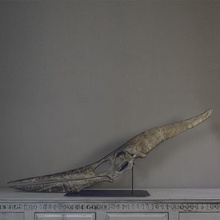 pteranodon fossil skull life-size various pterosaurus animal dinosaur bone bones deco decoration 3d print model - Mito3D