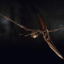 pteranodon skeleton various dinosaur skull fossil paleo museum jurassic paleontology science 3d print model - Mito3D