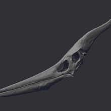 pteranodon skull various pterosaur dinosaur animal skeleton bones 3d print model - Mito3D