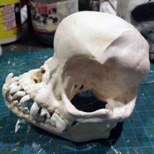 pug cráneo art perro 3d print model - Mito3D