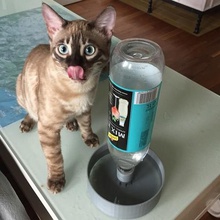 köpek yavru kedi kase yer pet şişe sulama çeşitli tavuk 3d print model - Mito3D