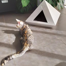 piramit kedi evi ev baskı dev parti babalar cr10 500 niş alışveriş sepeti kameriye hayvan hayvanlar dekorasyon sohbet tasarım tasarımcı Frangı kediler köpekler osuruk kapalı açık yatak orijinal yeni mimarlık creality fikir hediye tronxy alfawise büyük yazıcı wanhao çoğalıcı dagoma 3d print model - Mito3D