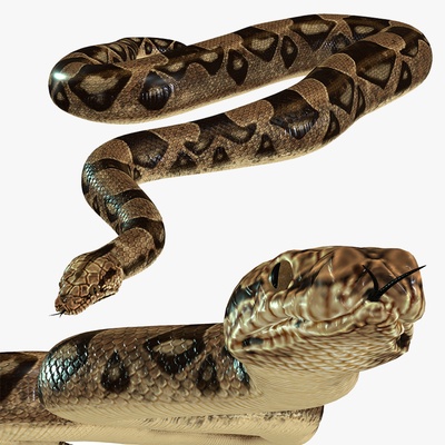 pitone serpente raptor rettile 3d print model - Mito3D