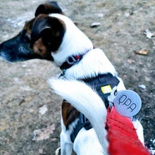qpa Poop Taschen Spender Gadget Hund Tasche Tier 3d print model - Mito3D