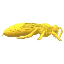 queen bee apis mellifera various animals science anatomy instructional didactic environmental education etiquette honey animal insect 3d print model - Mito3D