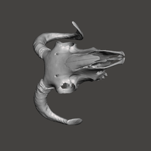 ram Schädel Echtzeit-scan-remixes Spiel Tiere sls sla sculler scull scan remixchallenge ovice fdm dlp Knochen Tier 3d-scan 3dmodel 3d print model - Mito3D