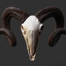 ram skull art headwall sculpture statue kit widder anatomy nature animal ramskull 3d print model - Mito3D