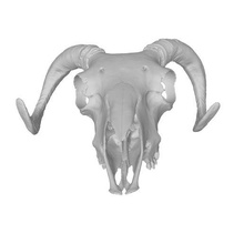 ram skulls 3d print model - Mito3D