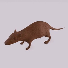 ratto figurina arte animale topo roditore mammifero fauna selvatica natura selvaggio domestico parassita statua 3d print model - Mito3D