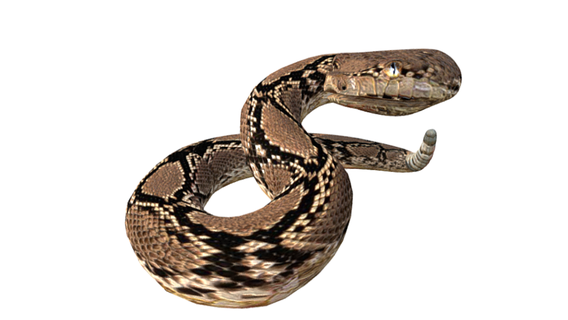 hochet serpent art biologie vipère serpent éducation nature reptile faune art numérique serpent sonnette hochet animal 3d print model - Mito3D