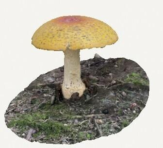brut sauvage champignon délicieux idées bouillie chambre santé étagère 3d print model - Mito3D