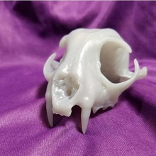 real bobcat skull jaw animal reproduction various skeleton 3d print model - Mito3D