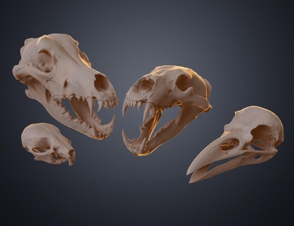 realistic animal skull collection Art bear raven mouse wolf head skeleton spooky halloween decoration wall decor interior 3d print model - Mito3D
