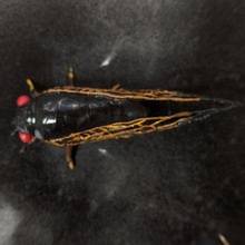 realistisch Zikade Natur Insekten Tier Kunst 3d print model - Mito3D