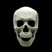 gerçekçi insan kafatası anatomi stl obj baş baskı referans 3 boyutlu yüksek poli iskelet model deko 3d print model - Mito3D