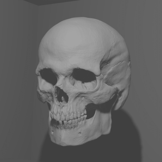 realistisch Schädel Studie 3d Anatomie 3D print model - Mito3D
