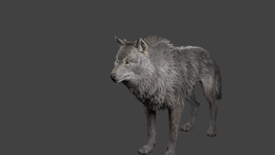 realistic wolf rigged animals wolves art wildlife nature outdoors 3d print model - Mito3D