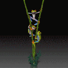 red eyed arbre grenouille music box hd 3d impression modèle sculpture musique boîte art figurine animal 3d print model - Mito3D