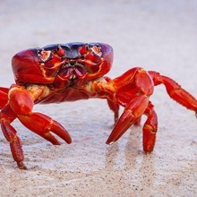 rouge Crabe planète mécanicien obtenu warhammer_40k marteau guerre 40k 3d print model - Mito3D