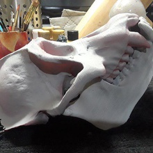 réplica real orangotango de primatas crânio maxilar vários animais prop educação reprodução 3d print model - Mito3D
