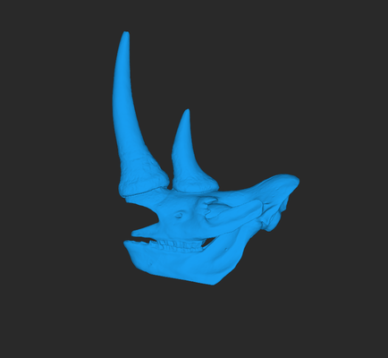 rhino skull - 3d scanned by revopoint range 2 scanner 3dscanning model 3d print model - Mito3D