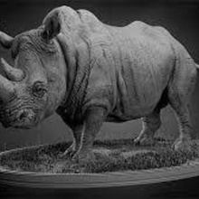 rhinoceros various rhino animals pets cats sculpture zoo wild 3d print model - Mito3D