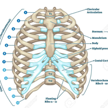 rib cage anatomy ribs ribcage sternum 3d print model - Mito3D