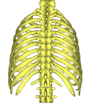 rib cage ribs sternum 3d print model - Mito3D