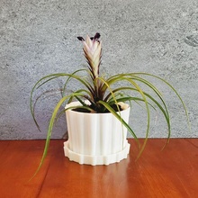 costine barile succulenta interno fioriera fioriere desktop pentola pianta 3d 3d print model - Mito3D