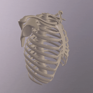 gabbia toracica osso ossatura petto umano scolpire scultura miscelatore maya lowpoly stampabile costola ribcagev2 3d print model - Mito3D