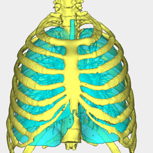ribs lungs ribcage sternum anatomy 3d print model - Mito3D