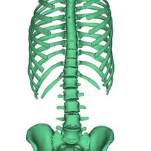 ribs spine pelvic anatomical models 3d print model - Mito3D