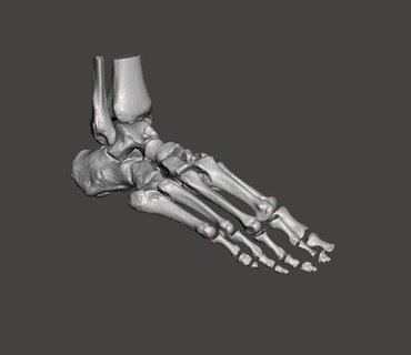 right foot bone-3d bones ankle feet anatomy medical human bone tibia limb distal 3d print model - Mito3D