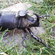 rhinoceros vari insetto beetle animale deco collezione la natura 3d print model - Mito3D