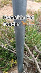 roadside pet feeder stray food dispenser animal shelter feeding station street rescue outdoor solution welfare product portable homeless support container aid charity lover's tool helping 3d print model - Mito3D