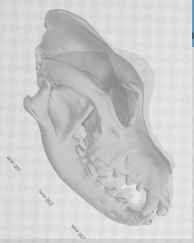 rodhésien crâne animal chien ct médical vétérinaire chirurgical guider dents dent os œil modèle tomo chirurgie cabe tête hallowenn art 3d print model - Mito3D