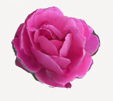 Rosa flor brote planta maceta vida frio divertido 3d print model - Mito3D